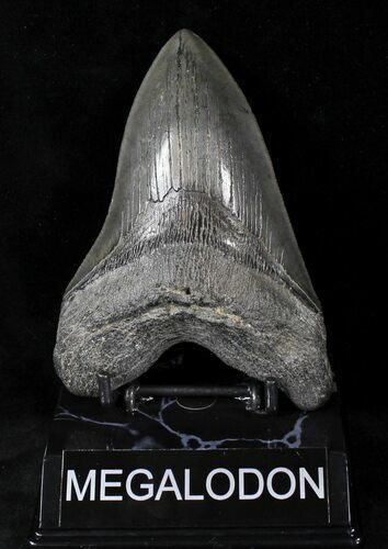 Lower Megalodon Tooth - Georgia #21724